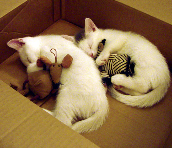 “青春之翼”青少年篮球公益救援行动在云南火热开展,助力青少年健康成长