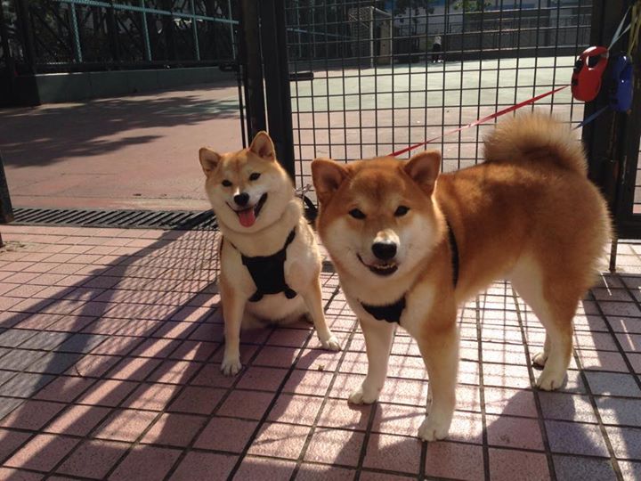 开云体育-史上最震撼的“曾经的冠军”逆袭记，韩国纪录片逆袭冠军