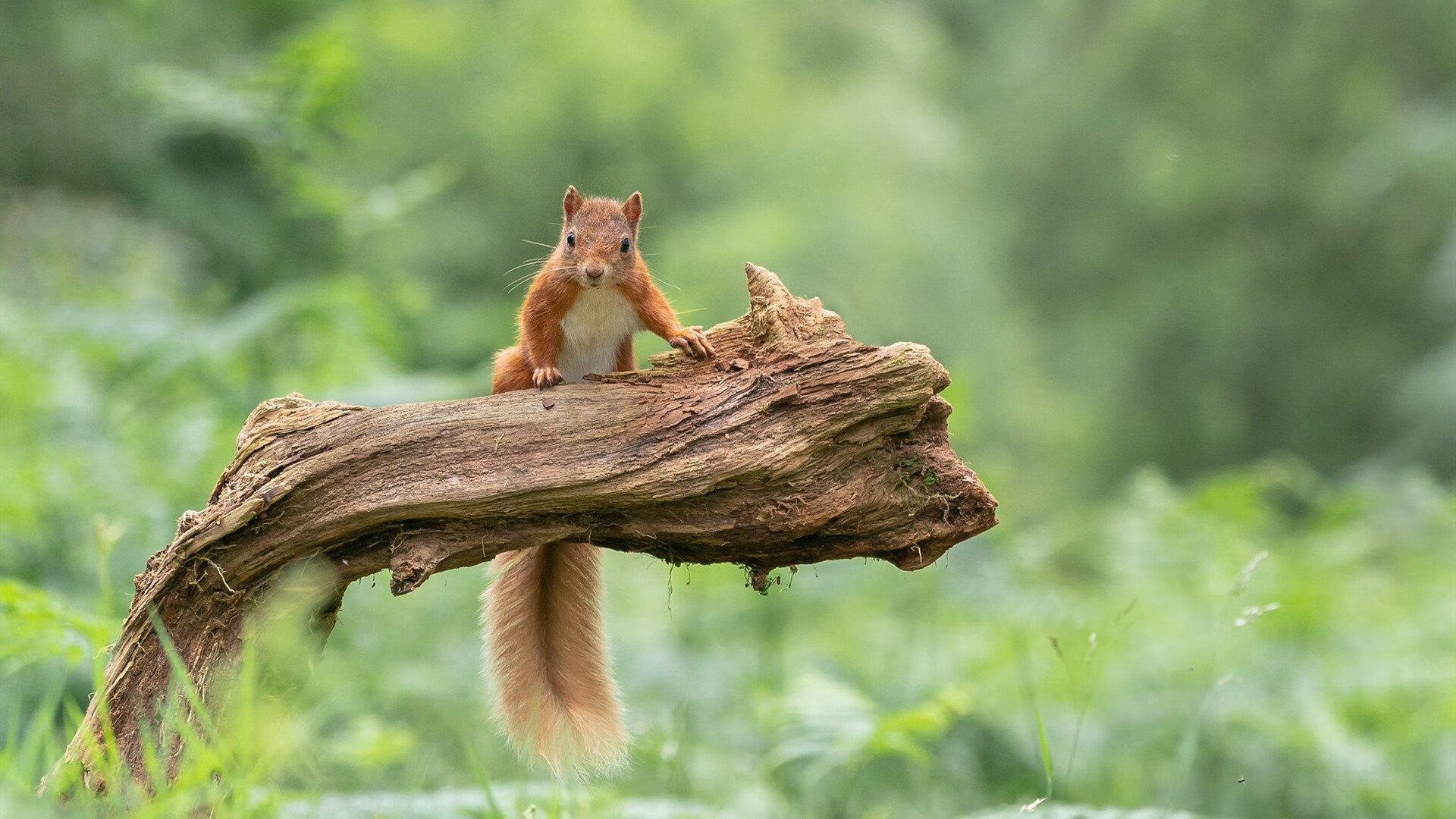 开云官方-赛季管理策略：如何打造冠军团队，赛季冠军点数有什么用