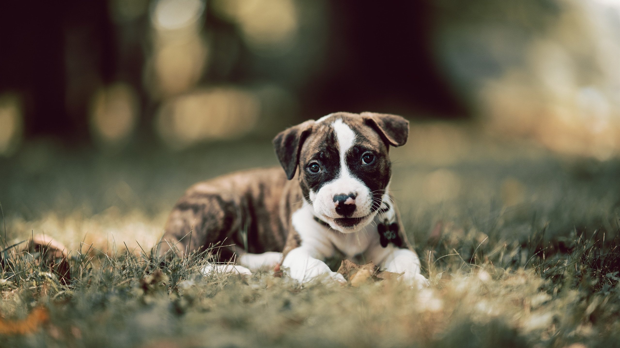 勇士队遭到不敌,雄鹿队力克对手取得双杀,雄鹿和勇士谁赢了