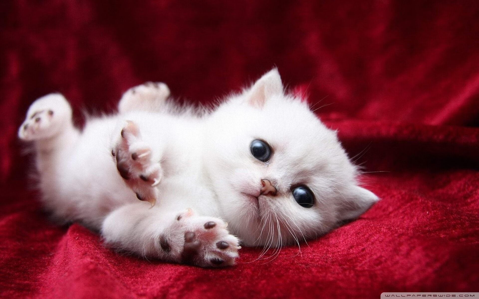 开云入口-塞内加尔队后卫吉梅内斯在巴黎奥运会上表现出色，何塞·吉梅内斯