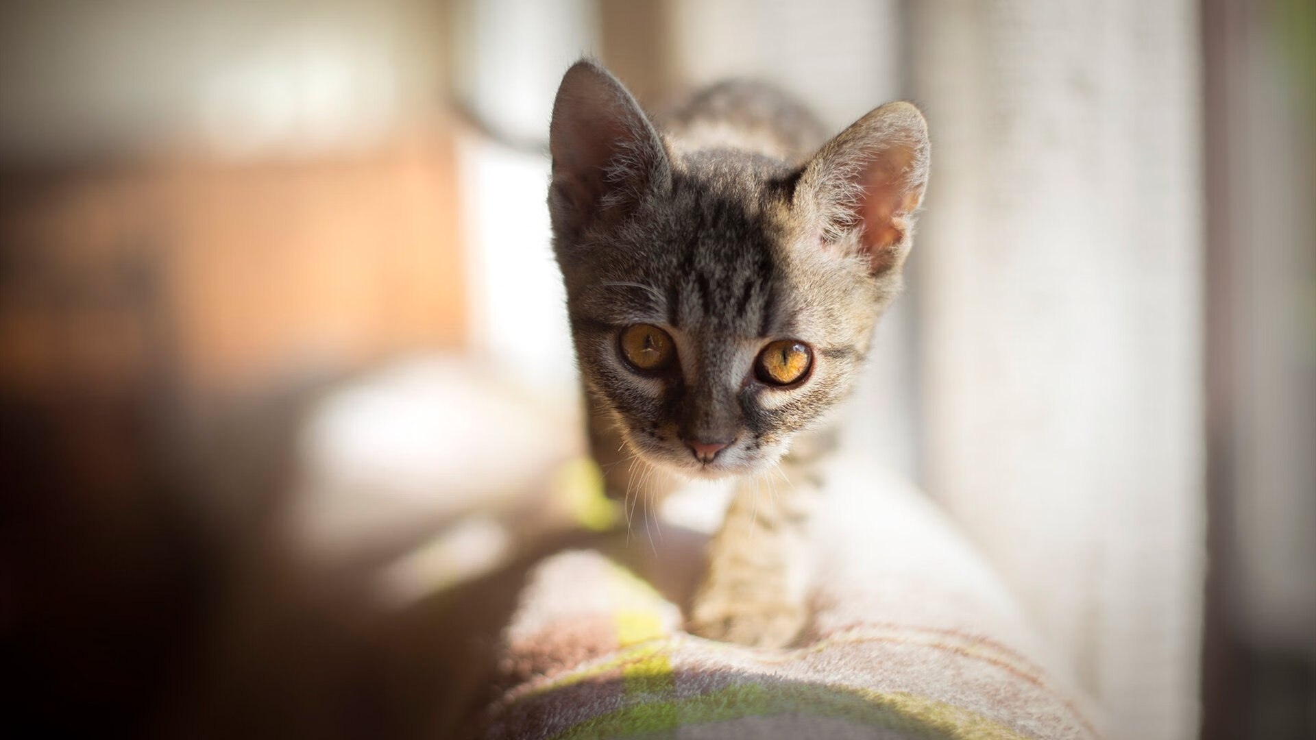 Kaiyun官方登录入口-女足世界杯战术革新引关注，女足世界杯比赛