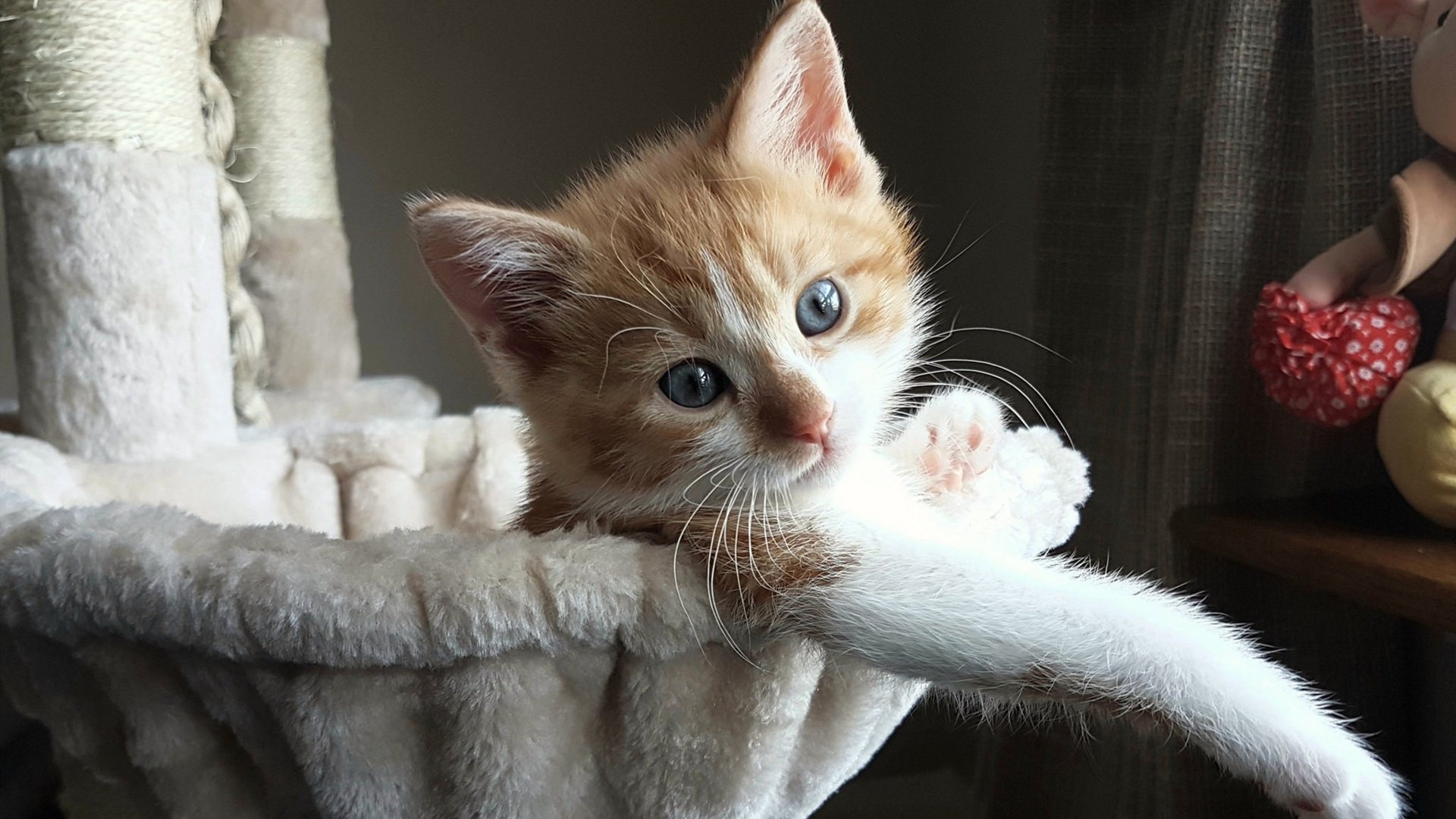 开云体育-女足比赛冠军捧杯，精彩瞬间永存，女足经典比赛