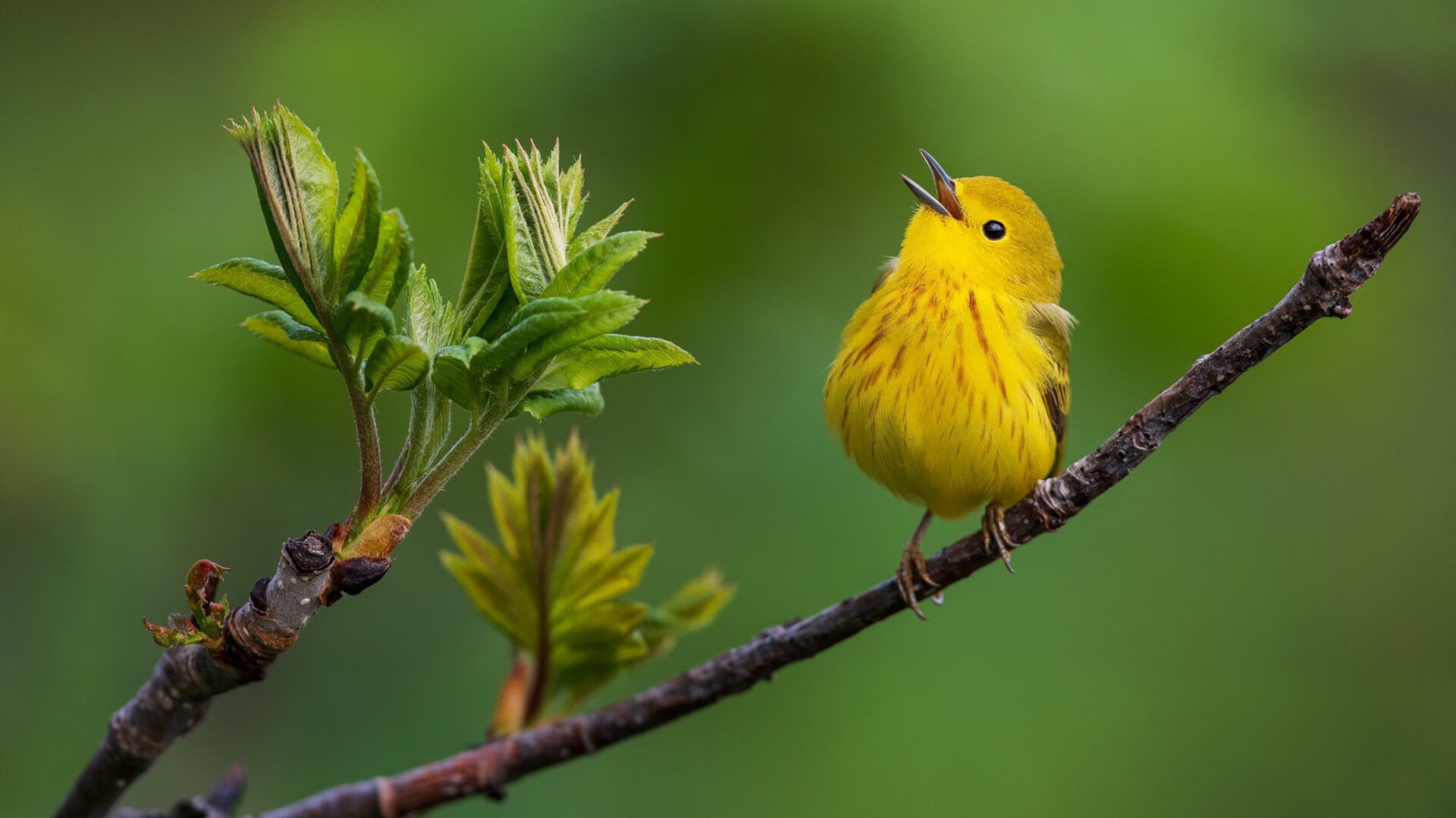 开云平台-奥运新星：西班牙中卫引欧洲豪门关注，西班牙国家队中卫