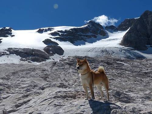 掘金队实力逐渐被看好,冲击西部前四,掘金队的比赛