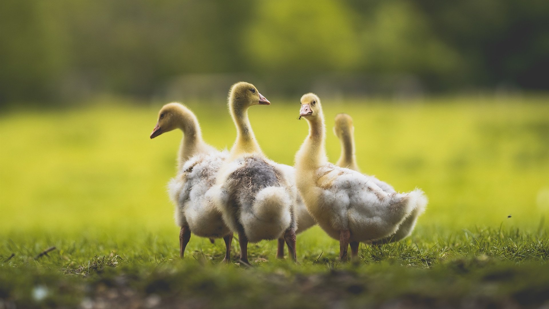 kaiyun中国官方网站-欧洲杯资格赛阵容确定，各国队员状态有口皆碑，欧洲杯参赛队员