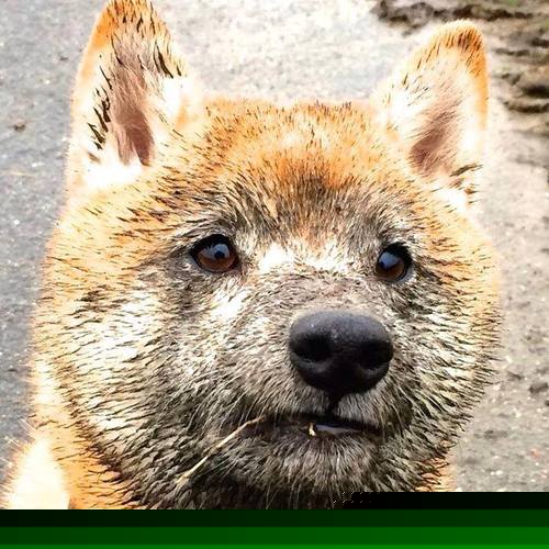 kaiyun开云·官方网站-德甲球队心理韧性干预对点球表现的影响实证研究，心理韧性概念