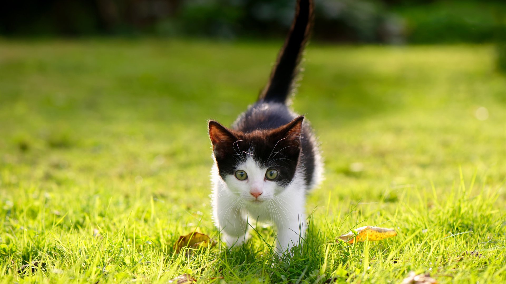 kaiyun体育综合-接力赛精彩收官 澳女队勇夺银，奥运会女子接力直播