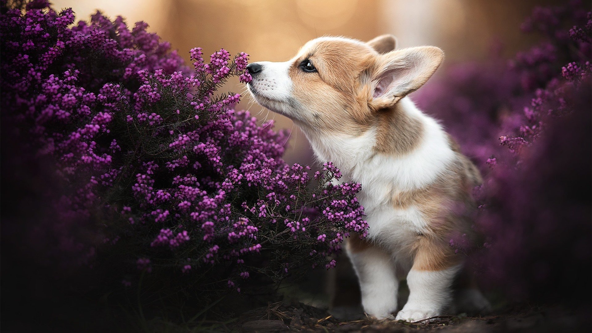 KAIYUN 中国大陆-德甲高速突破：瞬间突入，场面震撼！，德甲强吗