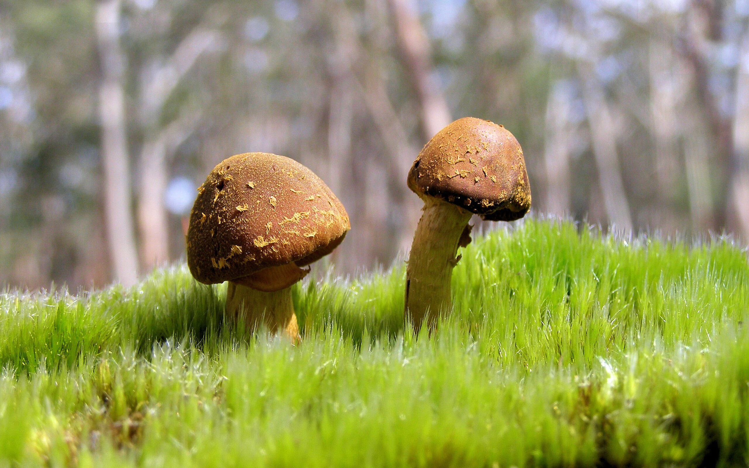 开云网站-皇马青训屡出新星，阵容未来光明