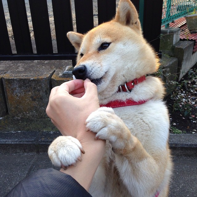 袋鼠队的专注细节与战术执行力成其取胜法宝,关于袋鼠队的押韵口号